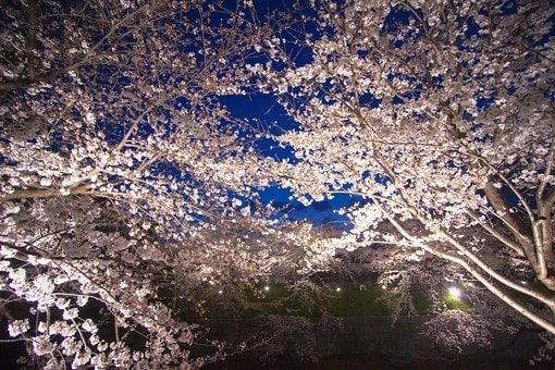 京都・円山公園「祗園の夜桜」の画像