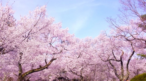 新宿御苑のお花見情報（桜の開花・見ごろ）の画像