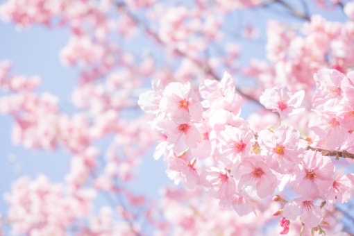 第69回 うえの桜まつり 2018の画像