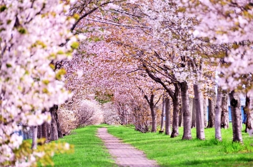 淡路島国営明石海峡公園 桜まつりの画像