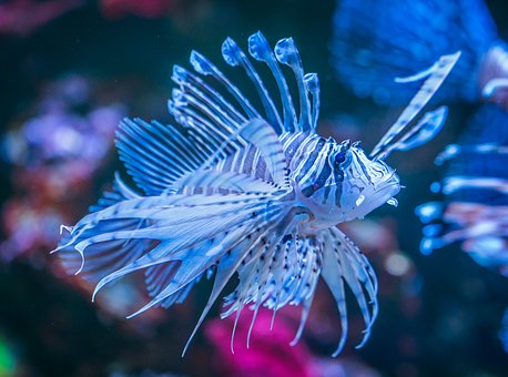 「フラワーアクアリウム バイ ネイキッド」水族館アクアパーク品川で開催、花が彩る海の世界を体験の画像